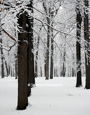 Geneseo - Temple Hill Trees 1
