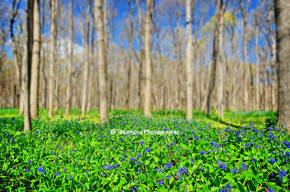 Bluebell Walk 2016_15a2