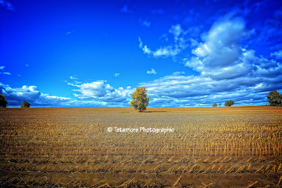 A Poem Lovely As A Tree