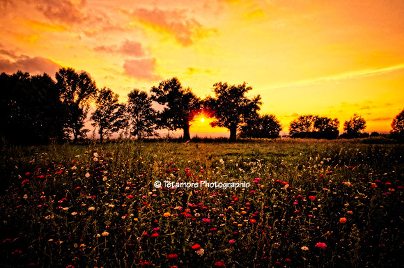 August Sunset copy