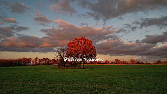 Fall Ablaze