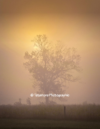 Foggy Avon Sunrise copy