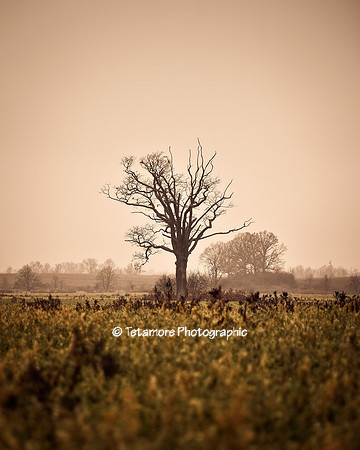 Layers of Fog