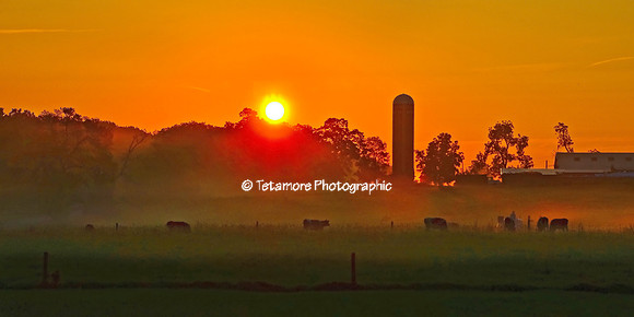Summer Sunrise Grazing