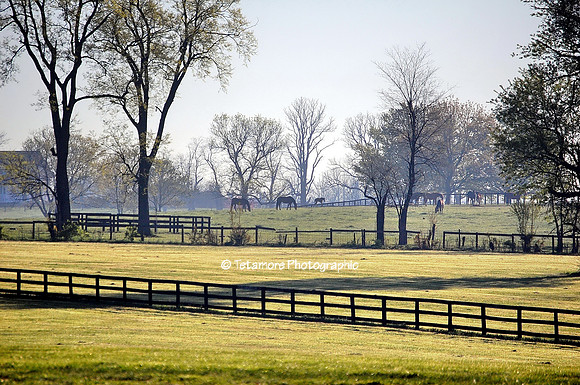 Kentucky Morning