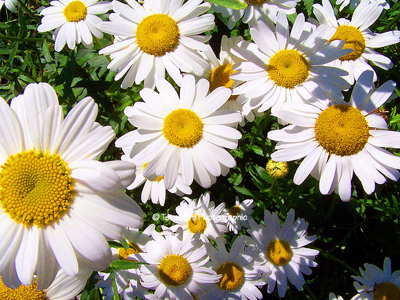 Backyard Daisies