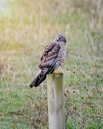 Watchful Eye-Resize