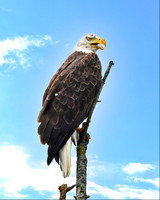 Perched 2