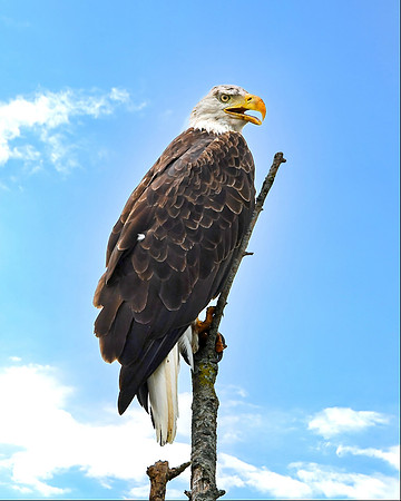 Perched 2