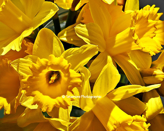Daffodil Punch