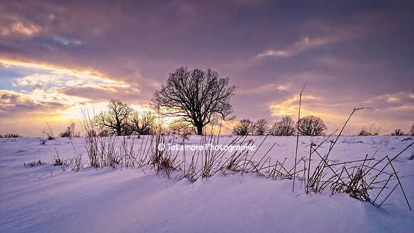 Geneseo - Winter Oneida Oaks