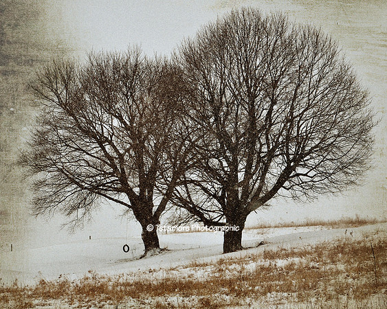 Waiting For Spring