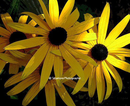 Blackeyed Susans