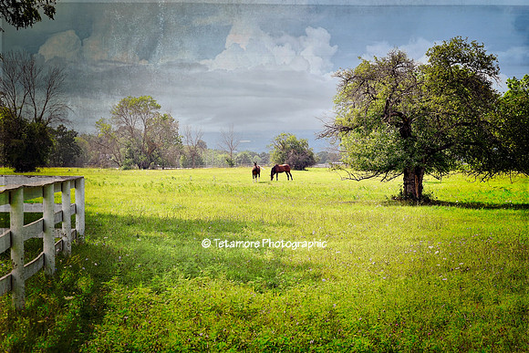 Grazin’ In the Grass