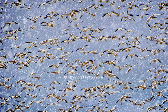 Snow Geese Flurry
