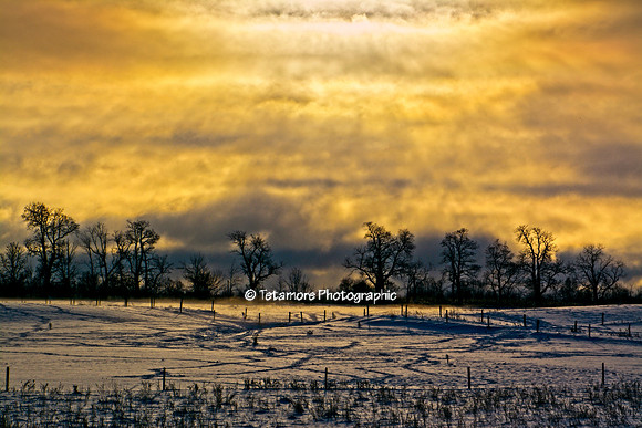 Golden Winter Moring