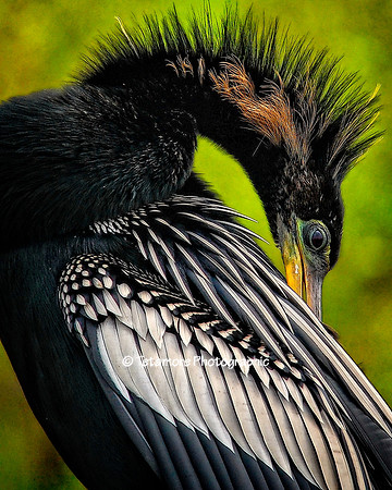 Anhinga