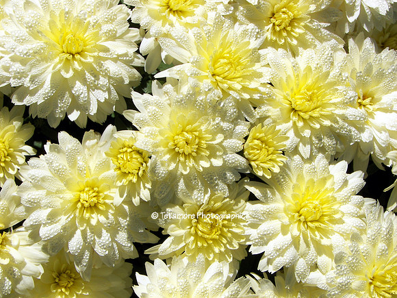 Chrysanthemums