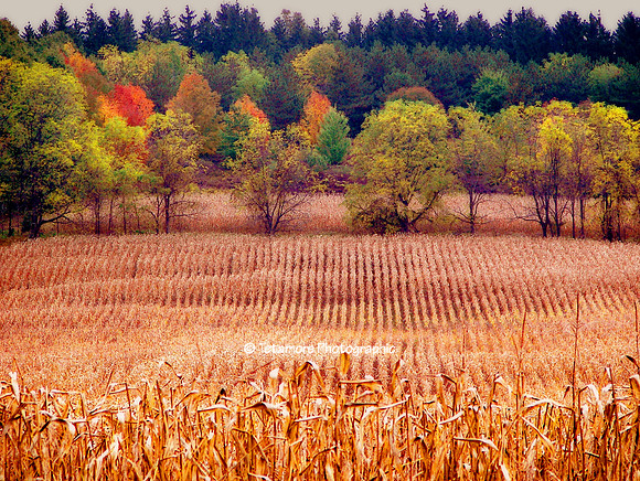 Amber Waves Fall