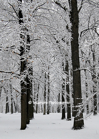 Geneseo Temple Hill Trees 2
