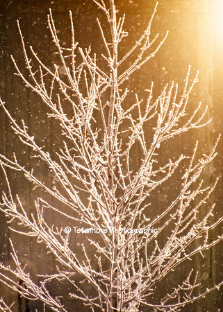 Good Mornning Sunshine 01-20-2020