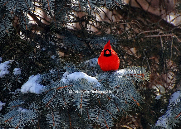 Sunny Cardinal