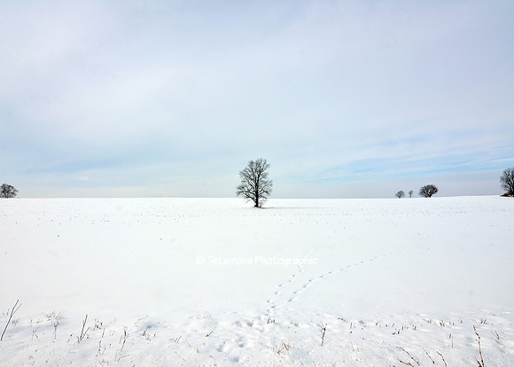 Winter Solitude