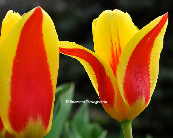 Easter Tulips