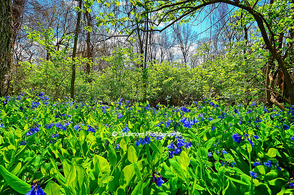Bluebell Walk 2016_20