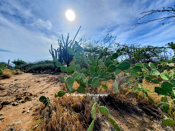 Caribbean Aruba 01