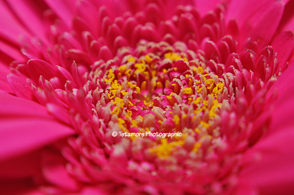 Closeup in Pink