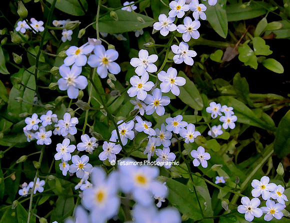 Forget Me Nots