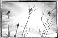 A Murder In The Trees