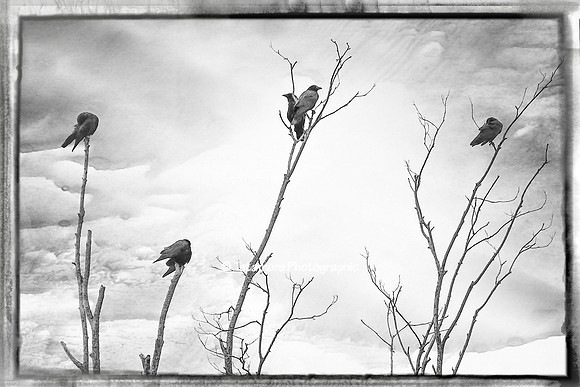 A Murder In The Trees