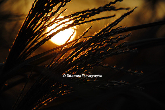Winter Grass Sunrise