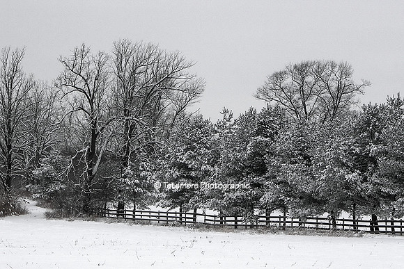 Winter Fence and Trees