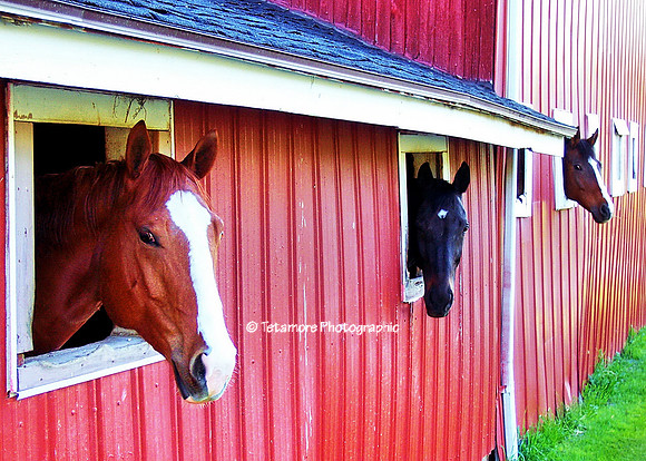 Three Musketeers