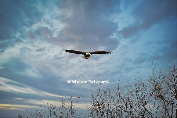 Above The Treetops