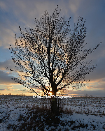 Winter Tree
