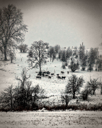 Pastoral