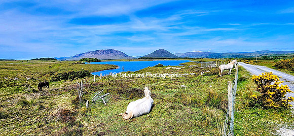 Connemara, Co. Galway 1