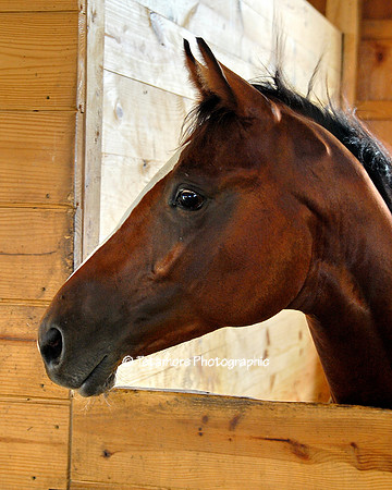 Schoeneman's Farm 12