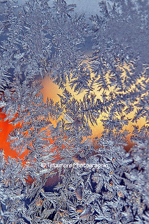 Christmas Frost