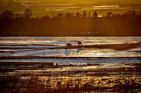 Winter Sunset Grazing