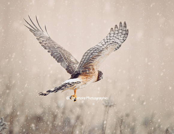 Gear Down