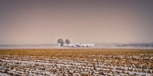Across The Fields