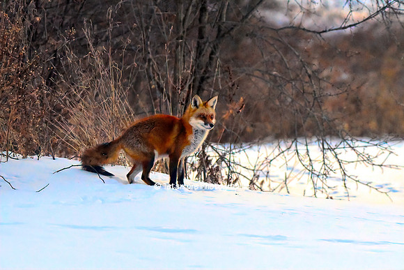 Foxy Lady