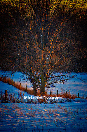 Winter Shadows 1