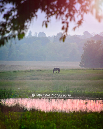 Pastoral Sunset Grazing