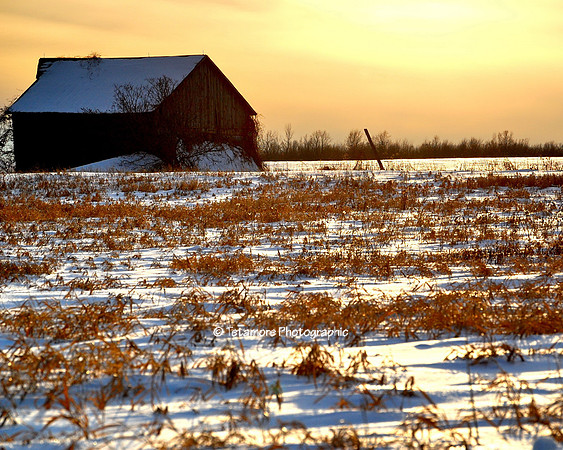 Winter Field